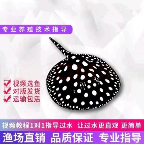 魟魚黑金最簡單三個步驟圖片【《魟魚黑金最簡單三個步驟圖片》】