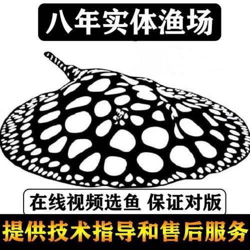 魟魚黑金最簡單三個步驟圖片【《魟魚黑金最簡單三個步驟圖片》】