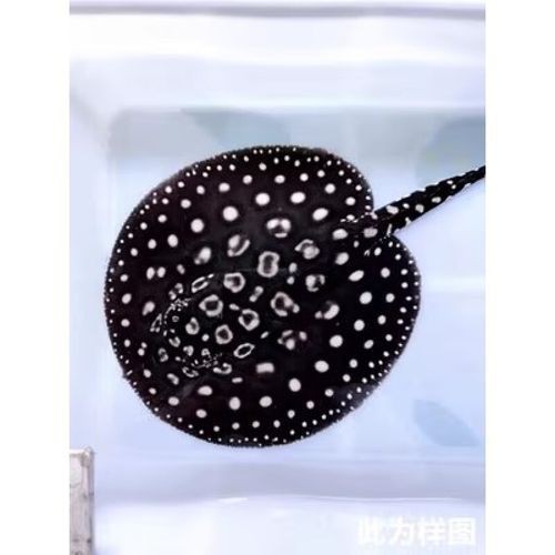 魟魚黑金最簡單三個步驟圖片【《魟魚黑金最簡單三個步驟圖片》】