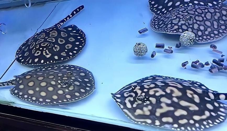 魟魚黑金最簡單三個步驟圖片【《魟魚黑金最簡單三個步驟圖片》】