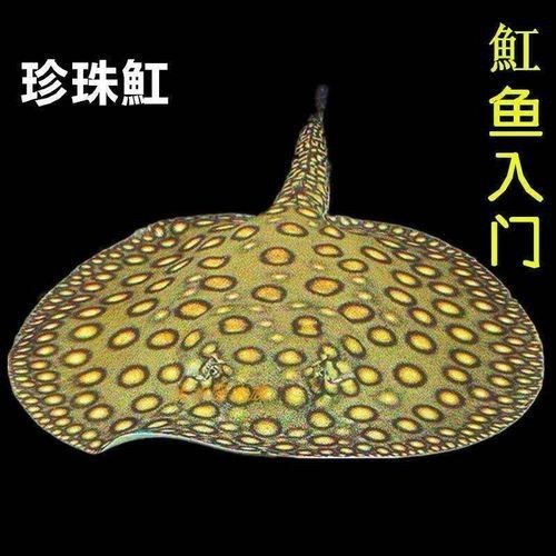 魟魚黑金最簡單三個步驟圖片【《魟魚黑金最簡單三個步驟圖片》】