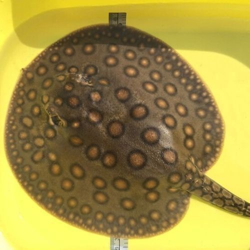 魟魚黑金最簡單三個步驟圖片【《魟魚黑金最簡單三個步驟圖片》】