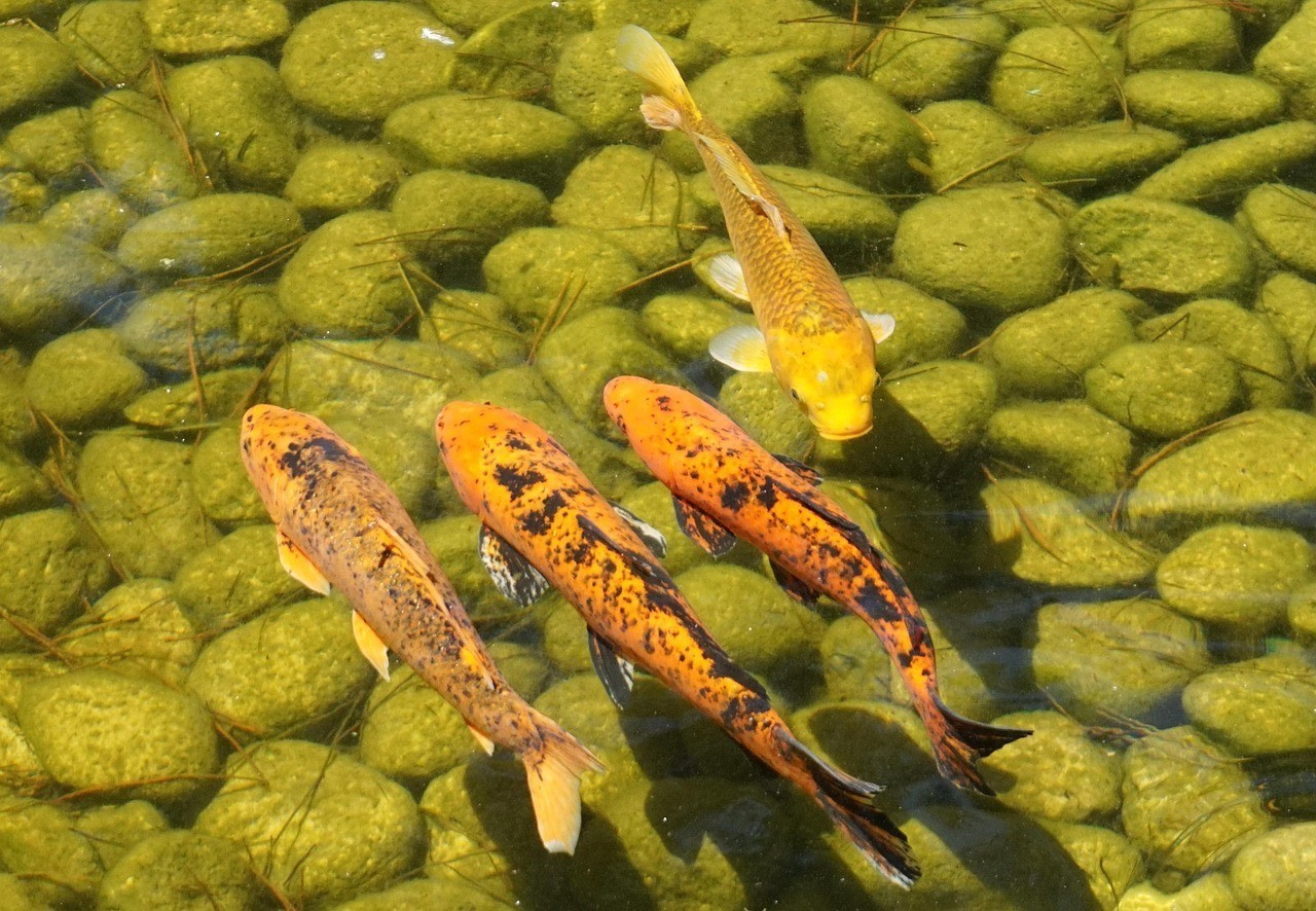 龍魚錯(cuò)鱗和亂鱗的區(qū)別【幫助龍魚恢復(fù)體力，具體有哪些區(qū)別，要準(zhǔn)確】