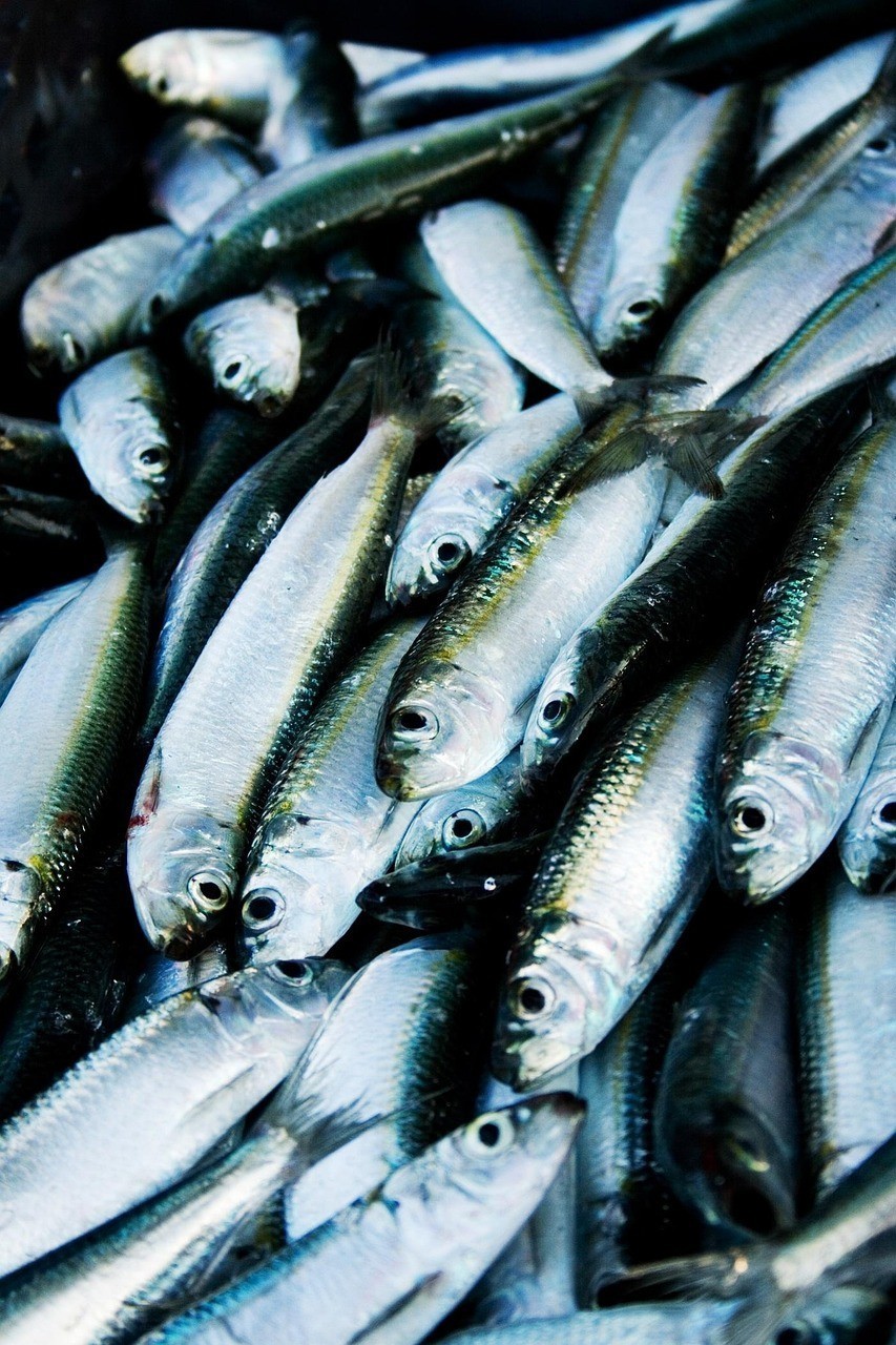 龍魚充血最簡單的恢復(fù)方法【龍魚充血后保持水質(zhì)穩(wěn)定能促進恢復(fù)嗎，龍魚充血后保持水質(zhì)穩(wěn)定嗎】 龍魚充血最簡單的恢復(fù)方法【龍魚充血后保持水質(zhì)穩(wěn)定能促進恢復(fù)嗎，龍魚充血后保持水質(zhì)穩(wěn)定嗎】 水族問答 第1張