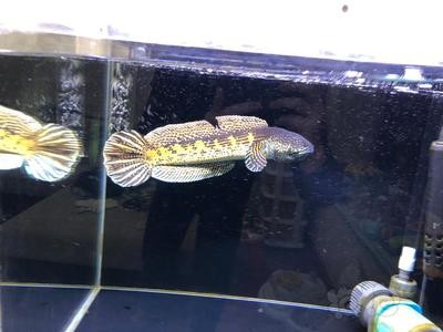 北京方莊天倫觀賞魚店【《北京方莊天倫觀賞魚店：水族愛好者的寶藏之地》】