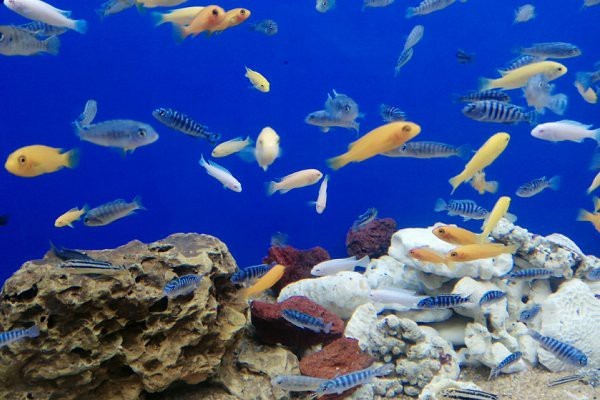 水族館加盟連鎖前十名【《水族館加盟連鎖前十名摘要》】
