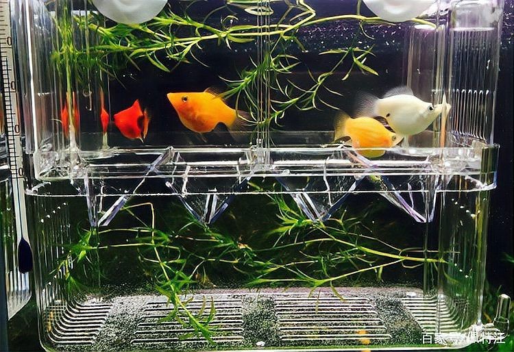 龍魚入缸后多久才算穩定【龍魚入缸后多久能適應氧寵博士】