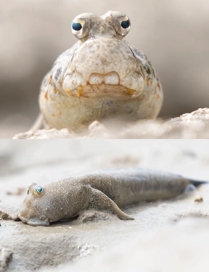 彈涂魚養久了會得白血病嗎【彈涂魚會得白血病嗎？】 彈涂魚養久了會得白血病嗎【彈涂魚會得白血病嗎？】 龍魚論壇 第1張