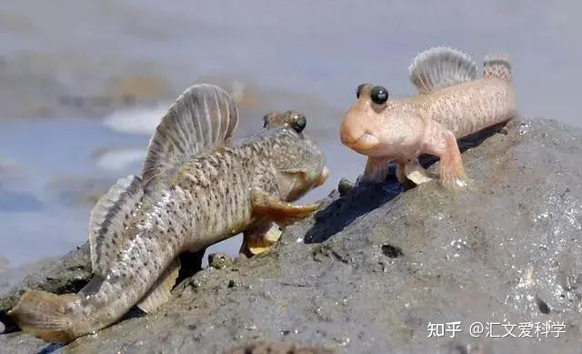 彈涂魚養久了會得白血病嗎【彈涂魚會得白血病嗎？】 彈涂魚養久了會得白血病嗎【彈涂魚會得白血病嗎？】 龍魚論壇 第2張