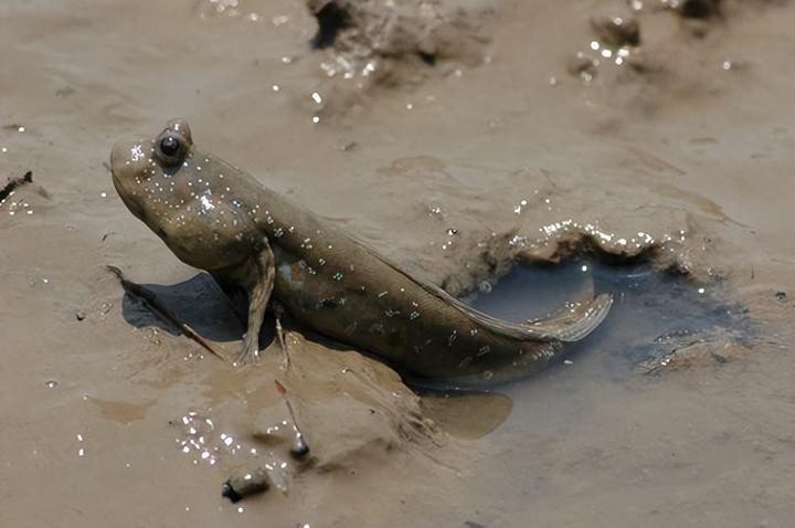 彈涂魚養久了會得白血病嗎【彈涂魚會得白血病嗎？】 彈涂魚養久了會得白血病嗎【彈涂魚會得白血病嗎？】 龍魚論壇 第4張