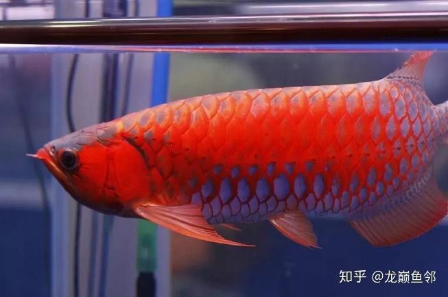紅龍魚底色【《紅龍魚底色：獨特魅力：獨特魅力與奧秘探尋》**】