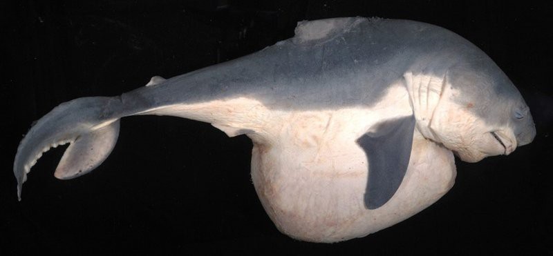 水族館2024年最新消息今天【沖繩美麗海水族館榮獲2024年度日本動物園水族館協會技術研究表彰】