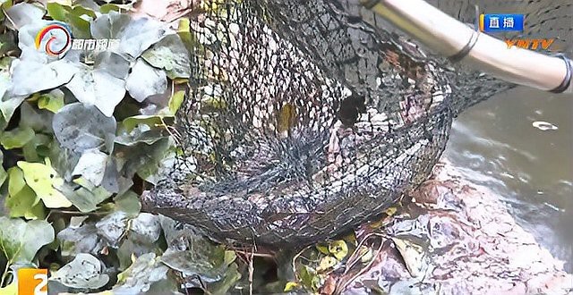 鱷雀鱔有天敵嗎【入侵物種之鱷雀鱔，沒天敵且兇猛】 鱷雀鱔有天敵嗎【入侵物種之鱷雀鱔，沒天敵且兇猛】 龍魚論壇 第9張