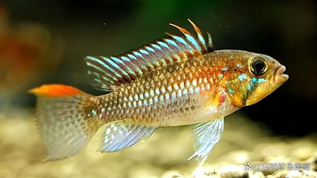 飛鳳魚能長多大【飛鳳魚生長習性問醫通】