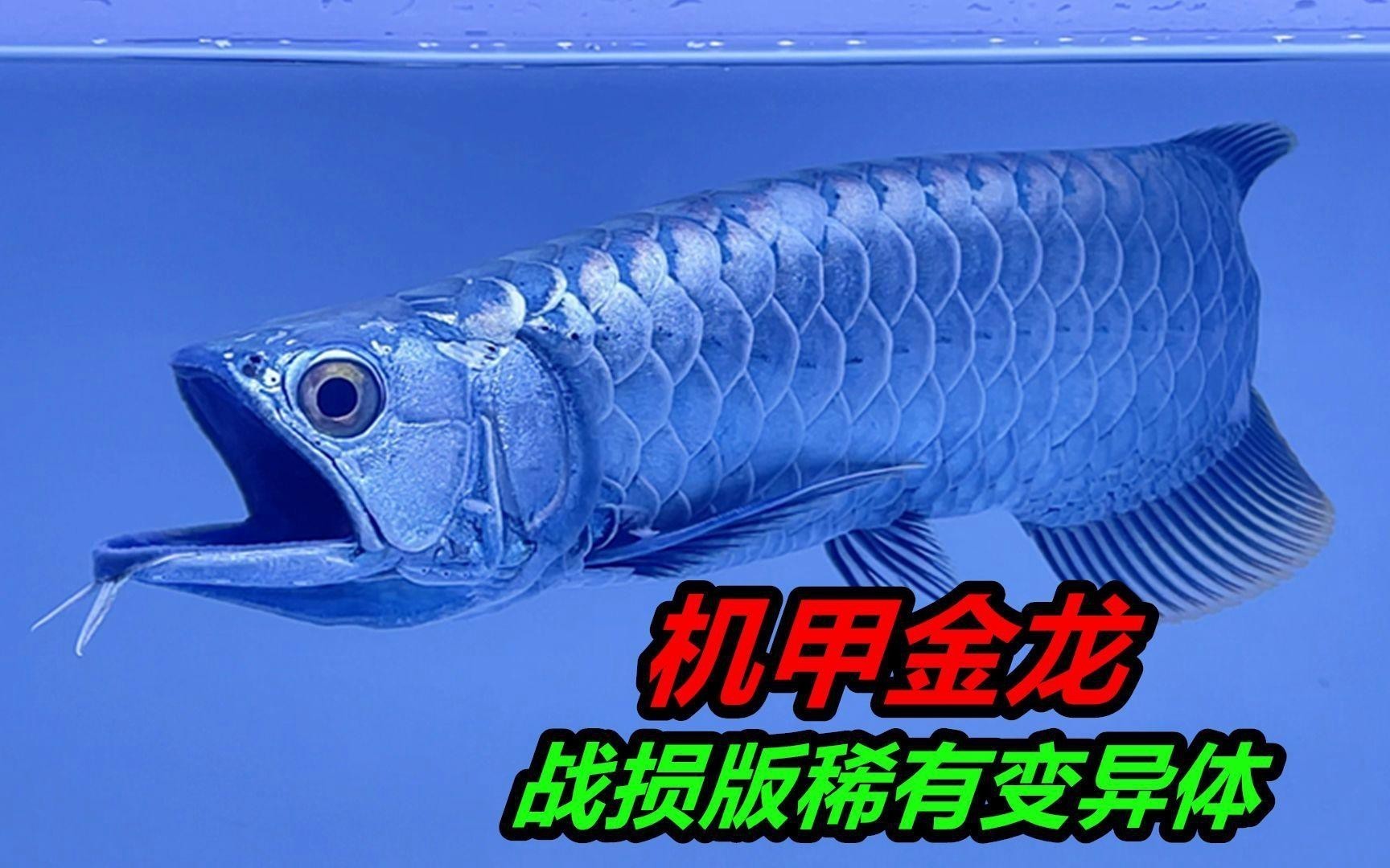 如何判斷金龍魚是否新鮮？【如何挑選一條優(yōu)質(zhì)的金龍魚】