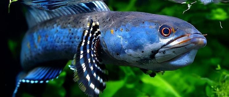 龍魚與水草共養需要哪些設備【龍魚與水草共養的技巧】