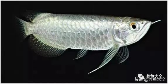 紅龍魚最好的三個顏色【紅龍魚發(fā)色大揭秘】