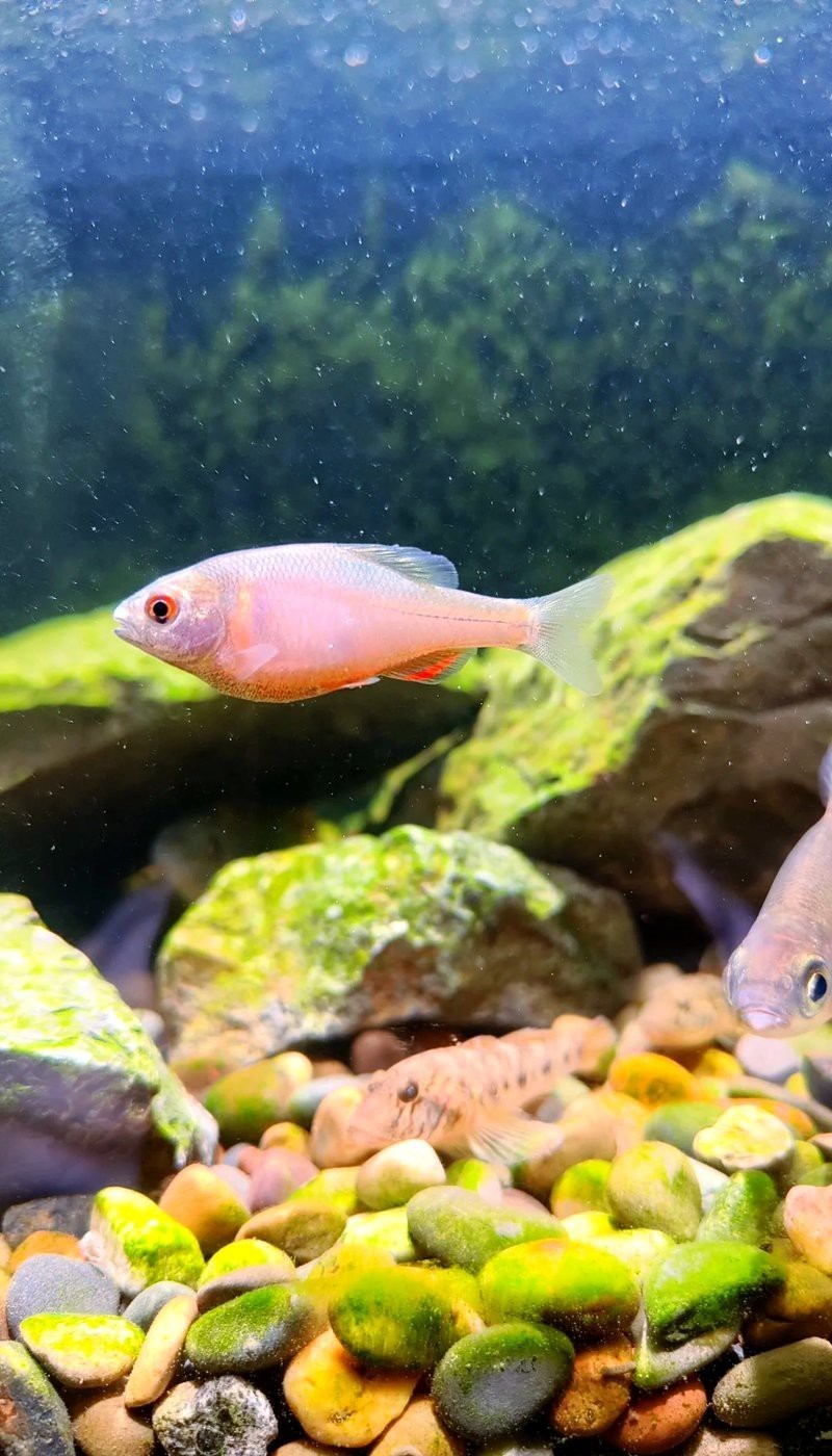 鳑鲏魚白點病圖片【[需手動填充][需手動填充]魚白點病的治療全攻略】 鳑鲏魚白點病圖片【[需手動填充][需手動填充]魚白點病的治療全攻略】 龍魚論壇 第5張