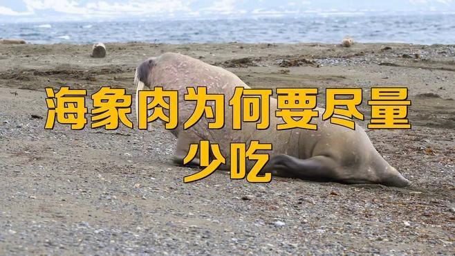 海象魚盡量少吃的原因【海象肉為何要盡量少吃】