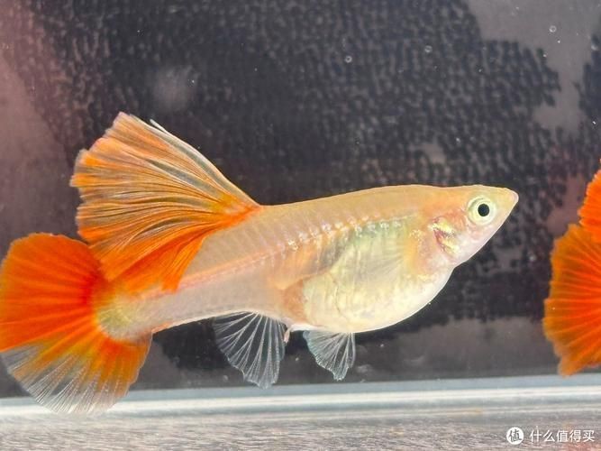 火炬魚圖片【《探秘火炬魚：獨特外形與神秘生態》】