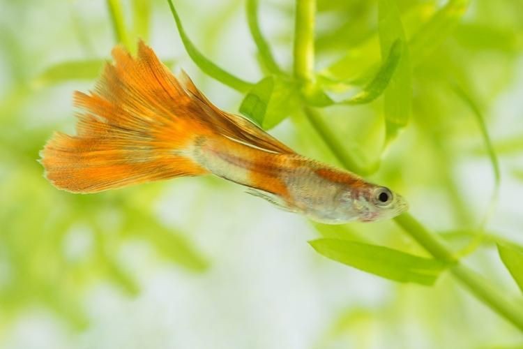 火炬魚圖片【《探秘火炬魚：獨特外形與神秘生態》】