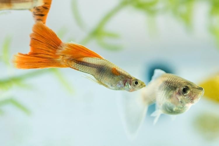 火炬魚圖片【《探秘火炬魚：獨特外形與神秘生態》】