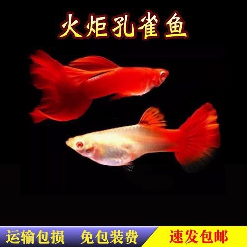龍魚腮蓋鼓起來是由于多種原因造成的，如何預防龍魚腮蓋鼓起來，龍魚翻鰓后需要多久恢復？如何預防龍魚腮蓋鼓起來？
