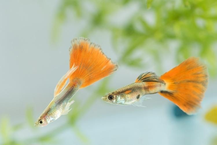 火炬魚圖片【《探秘火炬魚：獨特外形與神秘生態》】