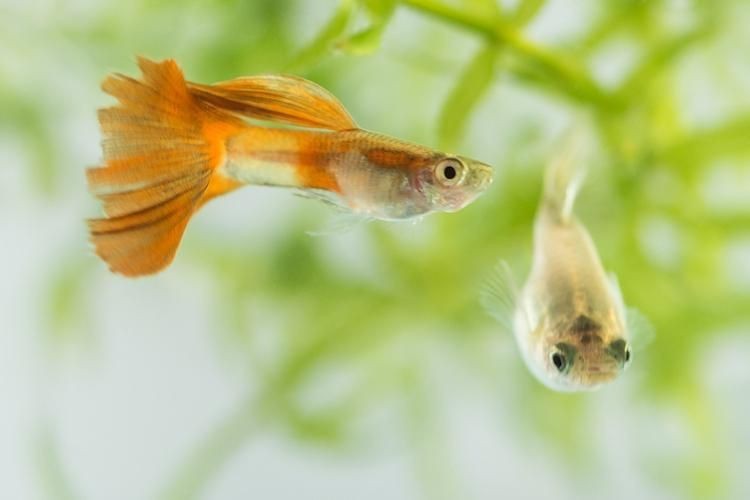 火炬魚圖片【《探秘火炬魚：獨特外形與神秘生態》】