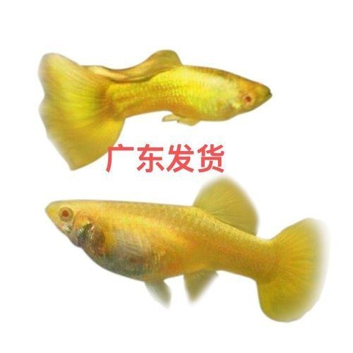 火炬魚圖片【《探秘火炬魚：獨特外形與神秘生態》】