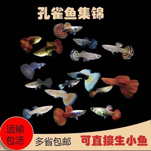 火炬魚圖片【《探秘火炬魚：獨特外形與神秘生態》】