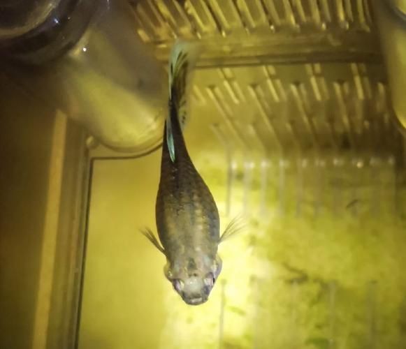 火炬魚圖片【《探秘火炬魚：獨特外形與神秘生態》】