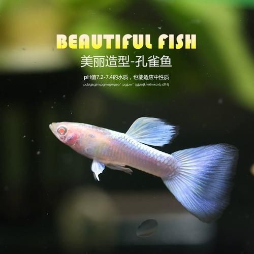 火炬魚圖片【《探秘火炬魚：獨特外形與神秘生態》】