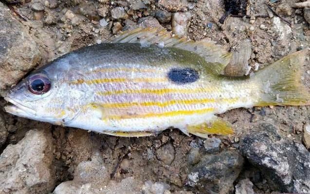 龍魚腮蓋鼓起來是由于多種原因造成的，如何預防龍魚腮蓋鼓起來，龍魚翻鰓后需要多久恢復？如何預防龍魚腮蓋鼓起來？