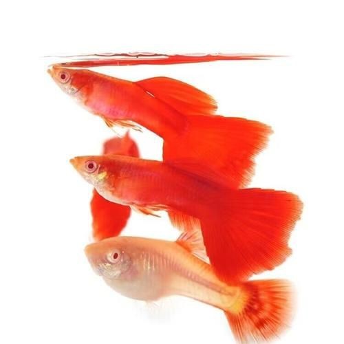 火炬魚圖片【《探秘火炬魚：獨特外形與神秘生態》】