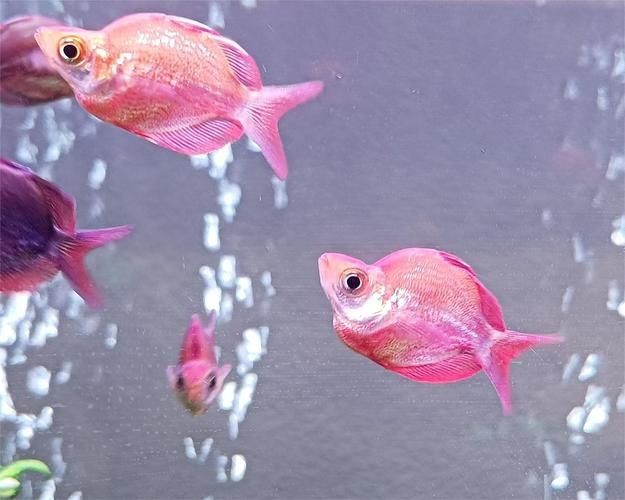 紅美人魚圖片【紅美人魚的下半身究竟是什么魚紅發美人魚壁紙愛麗兒】