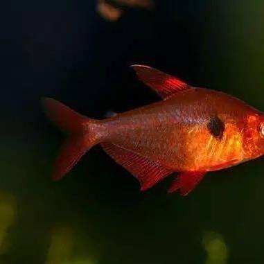 粉紅扯旗魚【《粉紅扯旗魚：獨特而迷人的水族精靈》】