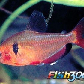 粉紅扯旗魚【《粉紅扯旗魚：獨特而迷人的水族精靈》】