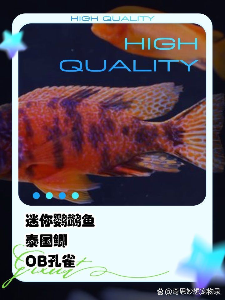 紅寶石魚跟什么魚混養(yǎng)【紅寶石魚可以和什么魚混養(yǎng)】