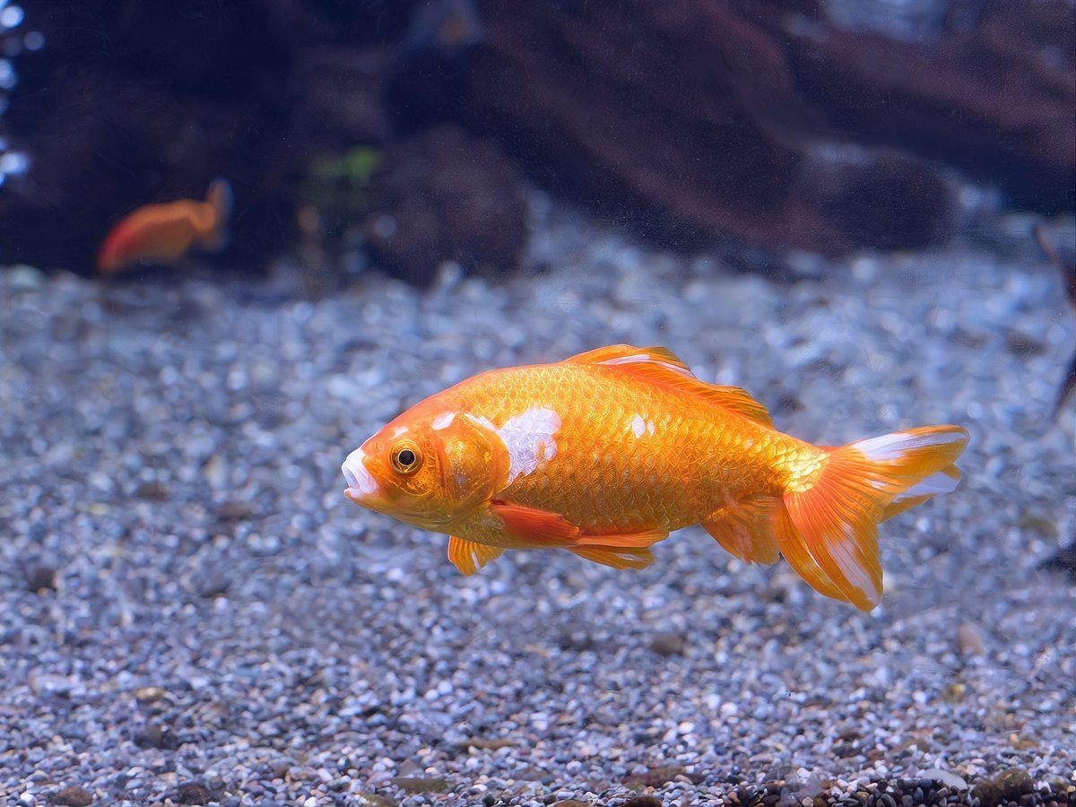 紅寶石魚跟什么魚混養(yǎng)【紅寶石魚可以和什么魚混養(yǎng)】