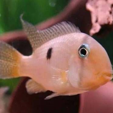 紅寶石魚跟什么魚混養(yǎng)【紅寶石魚可以和什么魚混養(yǎng)】