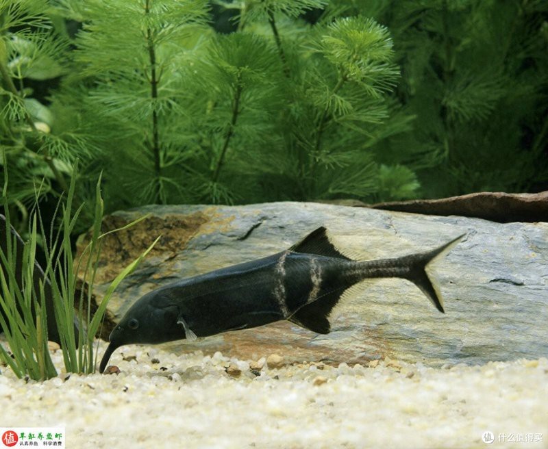 水鼻子魚可以人工飼養(yǎng)不【水鼻子魚人工飼養(yǎng)4種不難養(yǎng)，看看有沒有你中意的草缸養(yǎng)魚蝦】