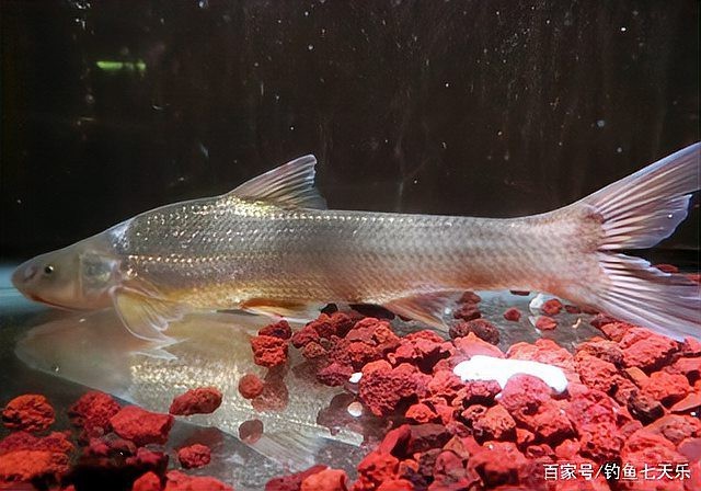 水鼻子魚可以人工飼養(yǎng)不【水鼻子魚人工飼養(yǎng)4種不難養(yǎng)，看看有沒有你中意的草缸養(yǎng)魚蝦】