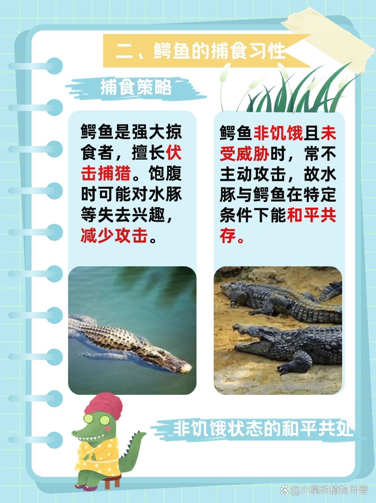 水豚為啥會騎在鱷魚身上【水豚與鱷魚的奇妙共存】