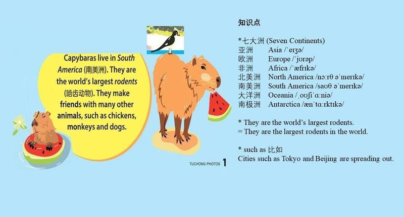 水豚為啥會騎在鱷魚身上【水豚與鱷魚的奇妙共存】