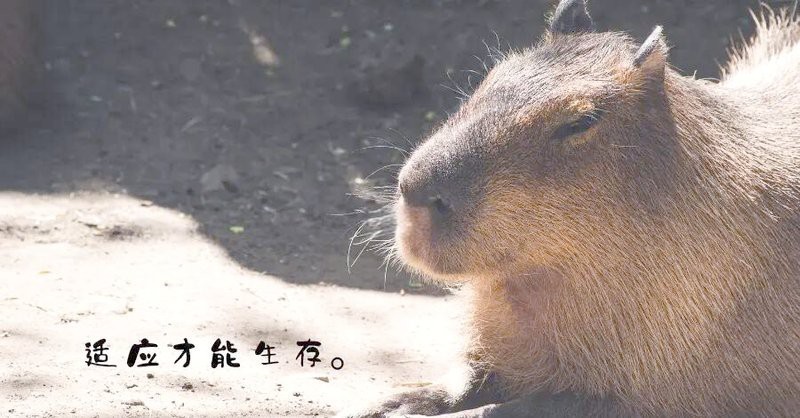 水豚為啥會騎在鱷魚身上【水豚與鱷魚的奇妙共存】