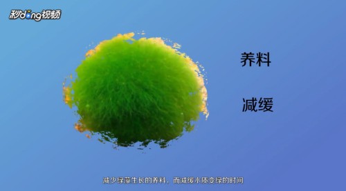 霸州市霸州鎮(zhèn)海樂天水族店（霸州水上樂園哪家好）【河北霸州鎮(zhèn)海樂天水族店和霸州水上樂園的優(yōu)質(zhì)休閑娛樂場所】