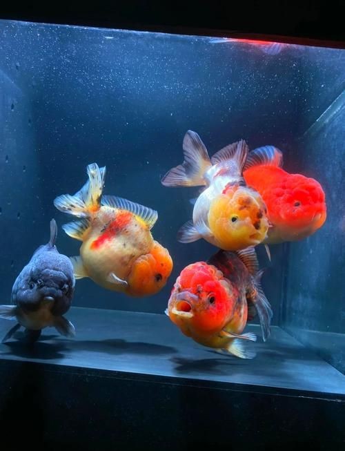 觀賞元寶魚圖片價格大全【《觀賞元寶魚圖片價格大全》】 觀賞元寶魚圖片價格大全【《觀賞元寶魚圖片價格大全》】 龍魚論壇 第1張