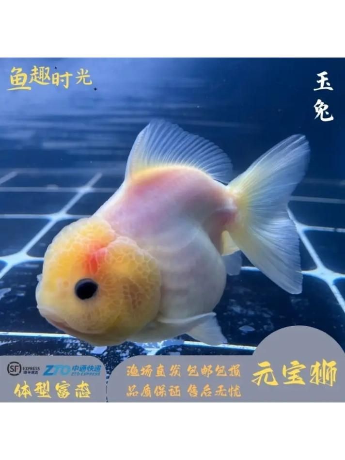 觀賞元寶魚圖片價格大全【《觀賞元寶魚圖片價格大全》】 觀賞元寶魚圖片價格大全【《觀賞元寶魚圖片價格大全》】 龍魚論壇 第3張