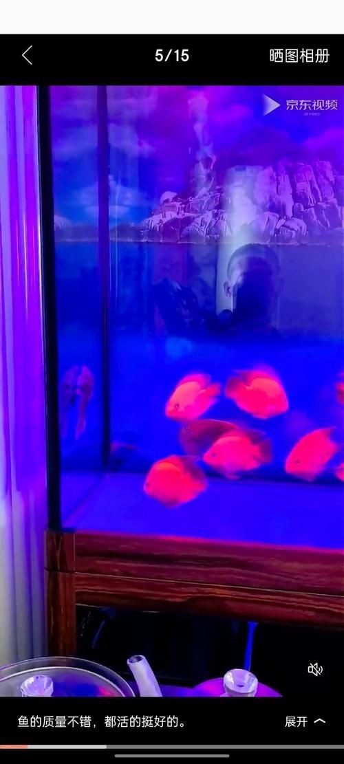 觀賞元寶魚圖片價格大全【《觀賞元寶魚圖片價格大全》】 觀賞元寶魚圖片價格大全【《觀賞元寶魚圖片價格大全》】 龍魚論壇 第13張